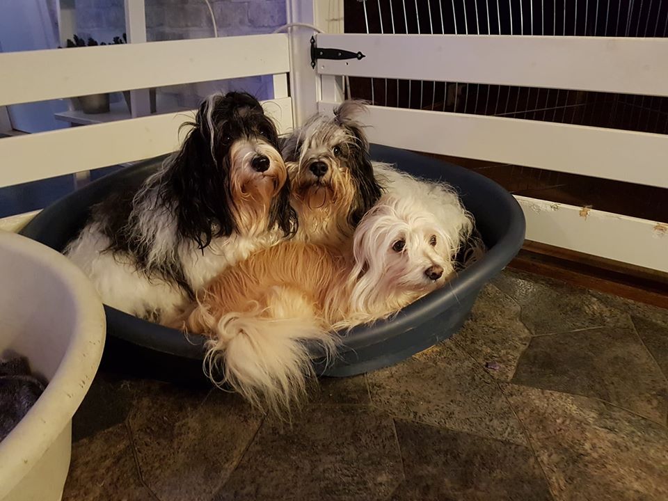 3 Generationer Från vänster:Mamma Tindra,Sonen Albin och pappa Casper.