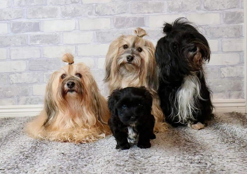 4 Generationer från vänster Heidi Ebba Frida och Hobbit